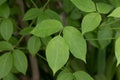 Caucasian bladdernut  Staphylea colchica  leaves Royalty Free Stock Photo